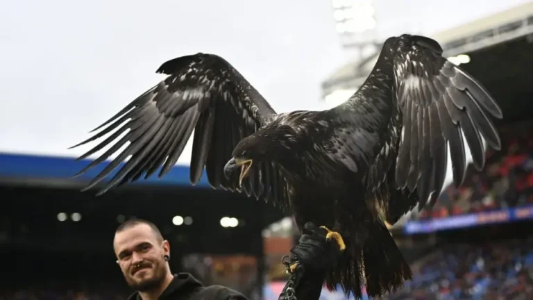PETA Urges Crystal Palace To Retire Live Eagle Mascot Over Animal Welfare Concerns