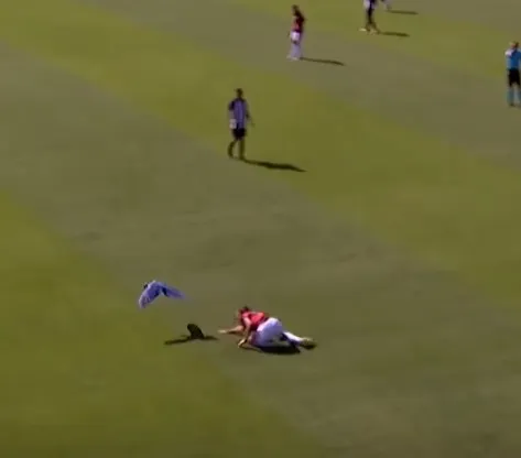 Brazilian Youth Match Halted After Macaw Swoops Onto Pitch